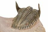 Detailed Metacanthina Trilobite - Lghaft, Morocco #251911-2